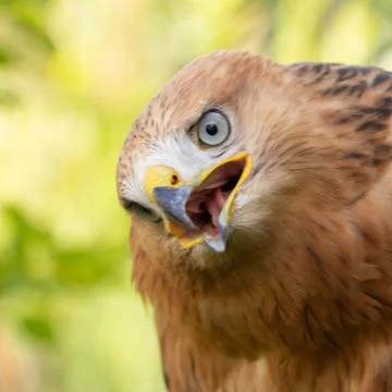 Hawk portrait with selective soft focus, on the background of green nature. Stock Photos