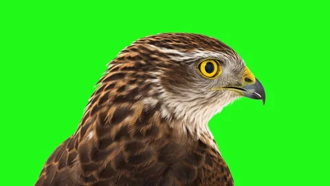Hawk portrait with yellow eye isolated on green screen. Animated cinemagraph, 動画素材 331361492
