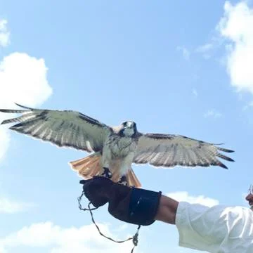 Hawk preparing for take-off Photos