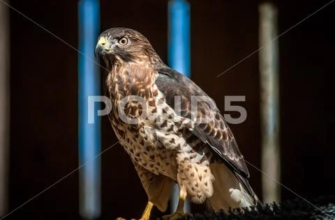 Hawk raptor Stock Photos