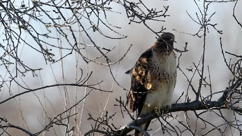 Hawk, red-tailed on branch in tree, 4k Stock Footage 263679082