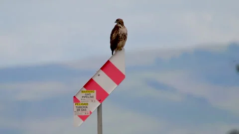 Hawk, red-tailed perched on gas line warning sign, 4k Stock Footage 263679053