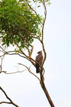 Hawk resting on a tree branch Stock Photos