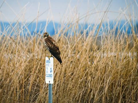 Hawk on Restricted Access Sign Stock Photos