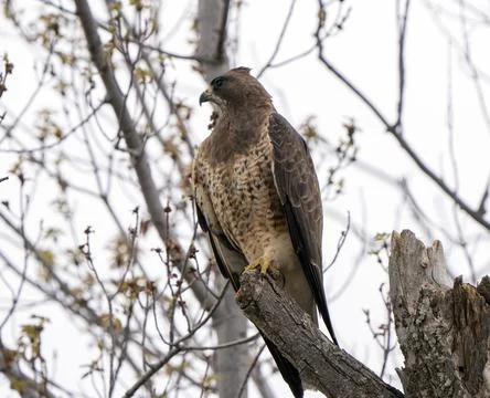Hawk in Saskatchewan Stock Photos