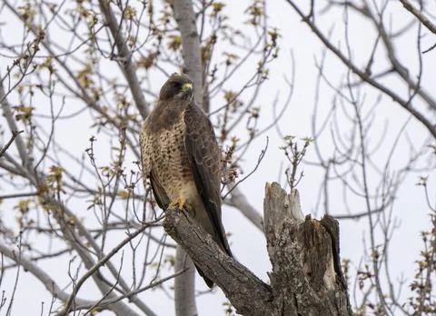 Hawk in Saskatchewan Stock Photos
