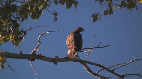 A hawk says the camera and flies off in southern Utah 스톡 동영상 55736848