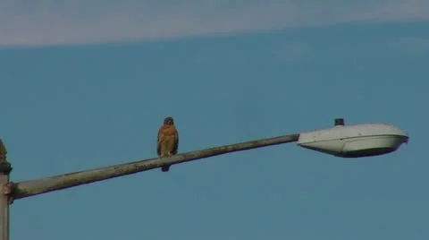A Hawk Scans the Area Stock Footage 12427654