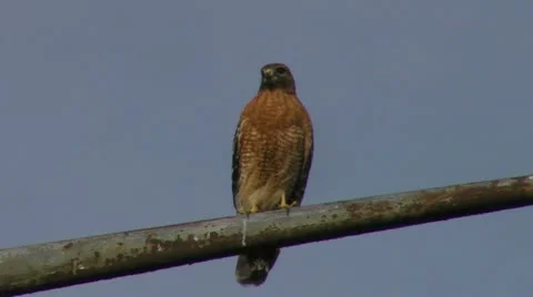 A Hawk Scans the Area Stock-Footage 12427659