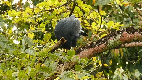 Hawk scratching and rubbing beak on its legs during grooming Stock Footage 123564033