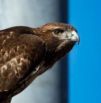 Hawk Side Stock Photos