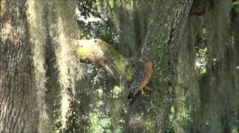 Hawk On The Side Of A tree Stockbeeldmateriaal 11962915