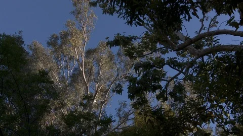 A hawk site in a tall tree Video stock 87994018