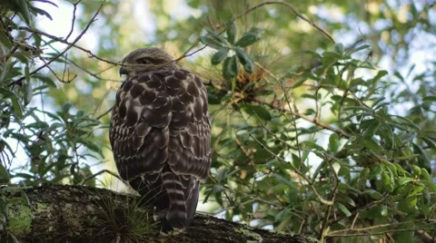 Hawk Sits On Branch Cleaning Feathers, 4K Stock Footage 65447542