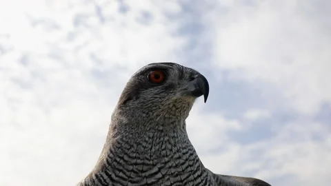 A hawk sits on the hand Vídeo Stock 232917586
