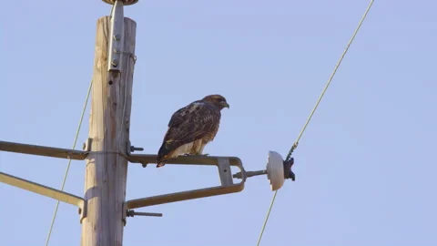 Hawk sits perched on power line, then jumps off and takes flight Stock Footage 204059475