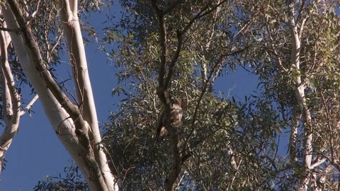 A hawk sits on a tree branch Stock Footage 87078367