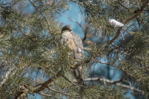 A hawk sits on a tree branch Foto stock