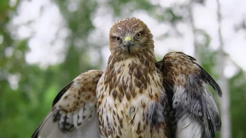 Hawk is sitting on branch in forest and looks at camera, nature hunting wildlife Stock Footage 237805608