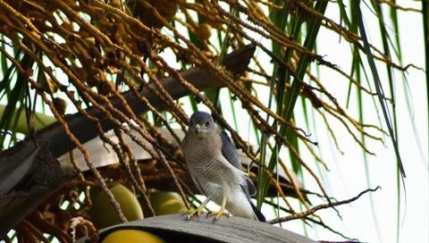 Hawk sitting on the coconut tree 写真素材