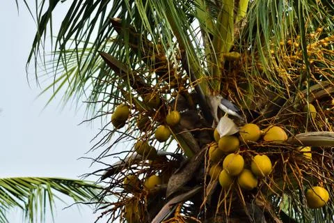 Hawk sitting on the coconut tree Stock Photos