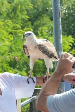Hawk sitting on human hand Stock Photos