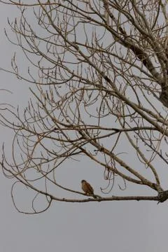 Hawk sitting on a leafless tree in Porto Lagos, Xanthi, Greece Stock Photos