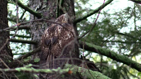 Hawk sitting on tree brach in forest looking straight up Stock Footage 103185048