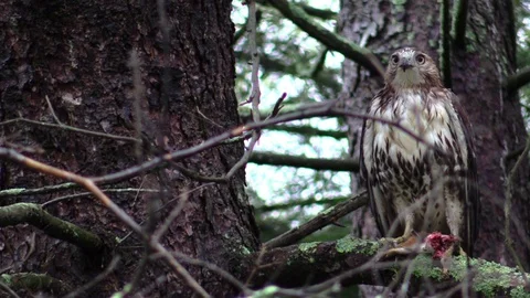 Hawk sitting on tree brach with prey Video stock 103184702
