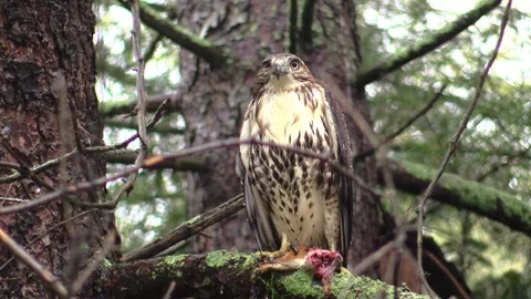 Hawk sitting on tree brach in the rain shutting one eye Stock Footage 103185056