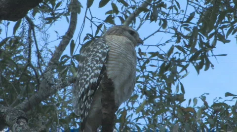 Hawk sitting on tree limb looking for prey clip 2 Stock Footage 459835