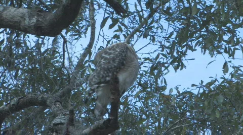 Hawk sitting on tree limb looking for prey clip 1 Stock Footage 459870