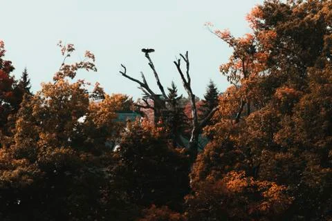 Hawk sitting in a tree with wings spread wide Stock Photos