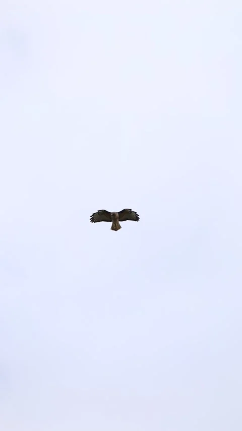 Hawk in the Sky Stock Footage 172269139