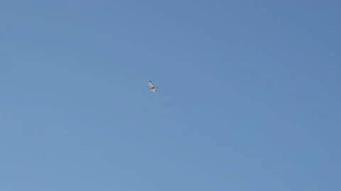 Hawk in the sky Stock Footage 231677399