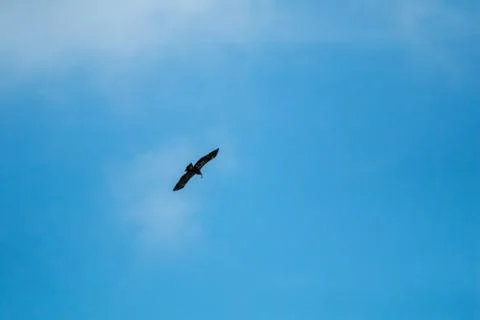 Hawk in the sky hunted the mouse. Stock Photos