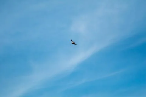 Hawk in the sky hunted the mouse. Stock Photos