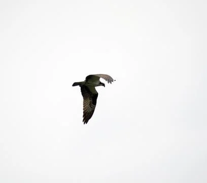 Hawk in the sky Stock Photos
