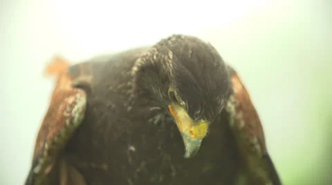 Hawk in Slow Motion (200fps) Stock Footage 23484553