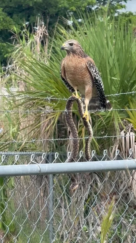 Hawk With a Snake Caught on a Barbed-Wire Fence, Big Cypress National Preserve,  Stock-Footage 346720195