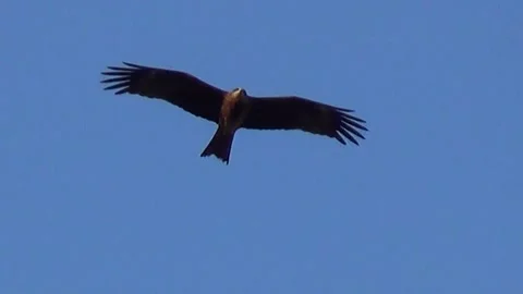 A hawk soaring in a blue cloudless sky Stock Footage 164295280