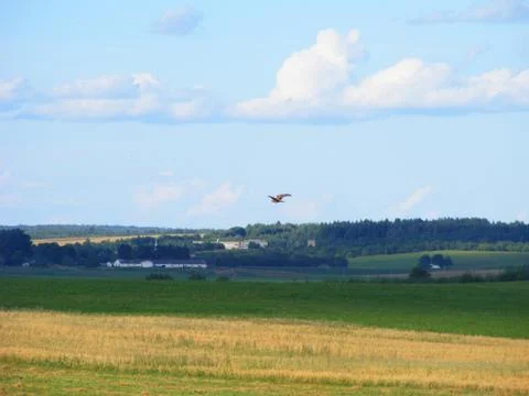 Hawk soaring with its wingspan displaying its feathers Stock Photos