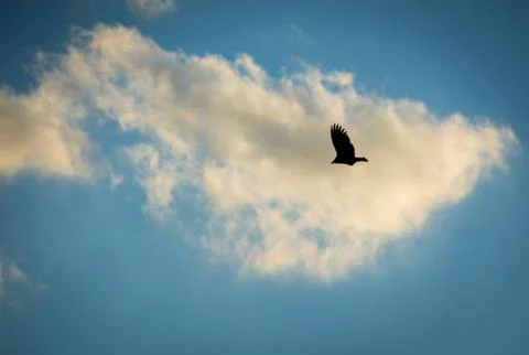 Hawk Soaring Through a Blue Sky Silhouetted by a White Cloud Stock Photos