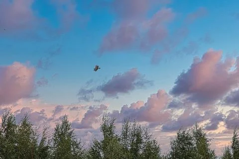 Hawk soaring through colorful clouds at sunset over treetops Fotos Stock