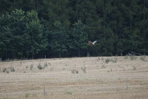 A hawk soars gracefully over a dry grassy field with a dense forest in the .. Stock Photos