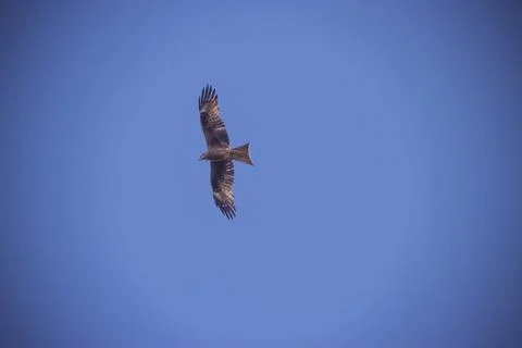 A hawk soars in the sky Stock Photos