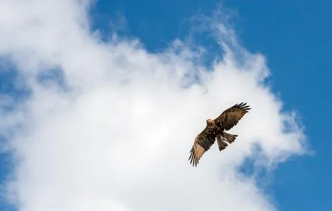 A hawk soars through a vibrant blue sky above puffy white clouds Stock Photos