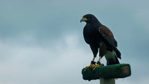 Hawk Squawks And Flies Off Stock Footage 77078330