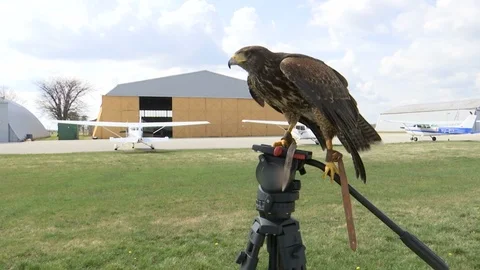 Hawk standing on the camera tripod Stock Footage 87410171