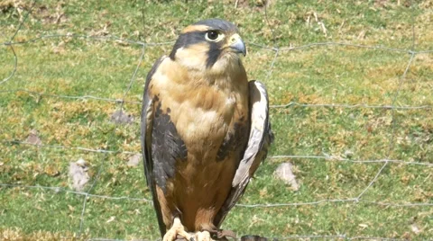 Hawk standing on trunk Stock-Footage 68373572